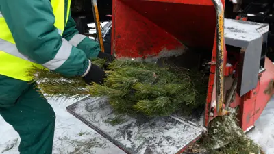 a person putting a tree in a chipper