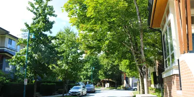 Trees lining a street