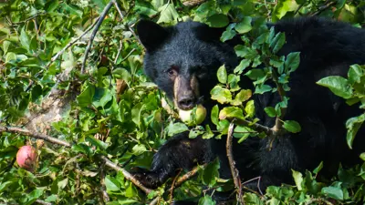 Black bear in apple tree